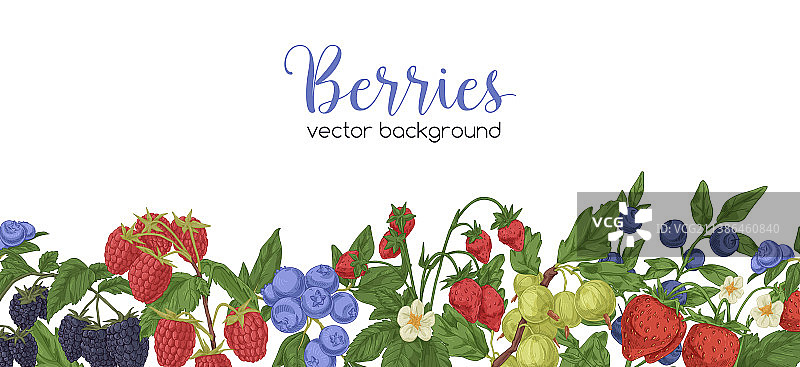 白色背景banner上的浆果边框图片素材