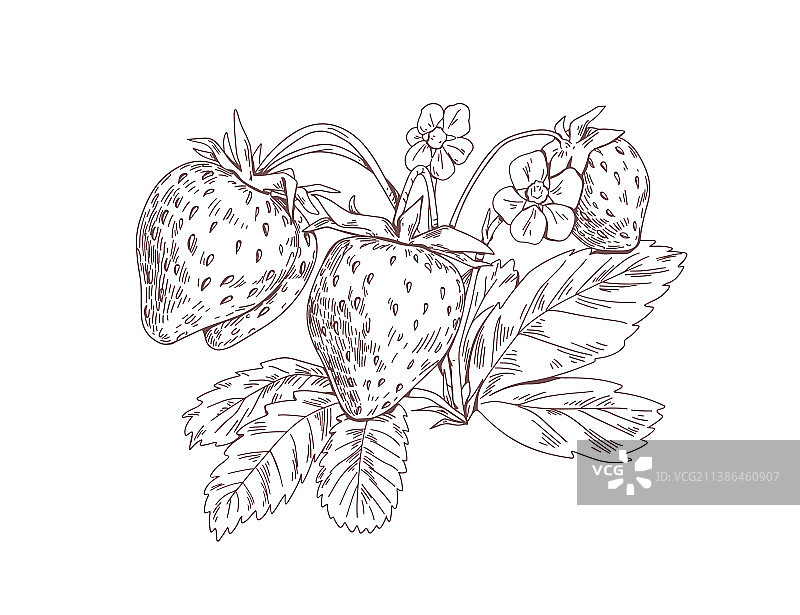 草莓枝条与浆果盛开的鲜花图片素材