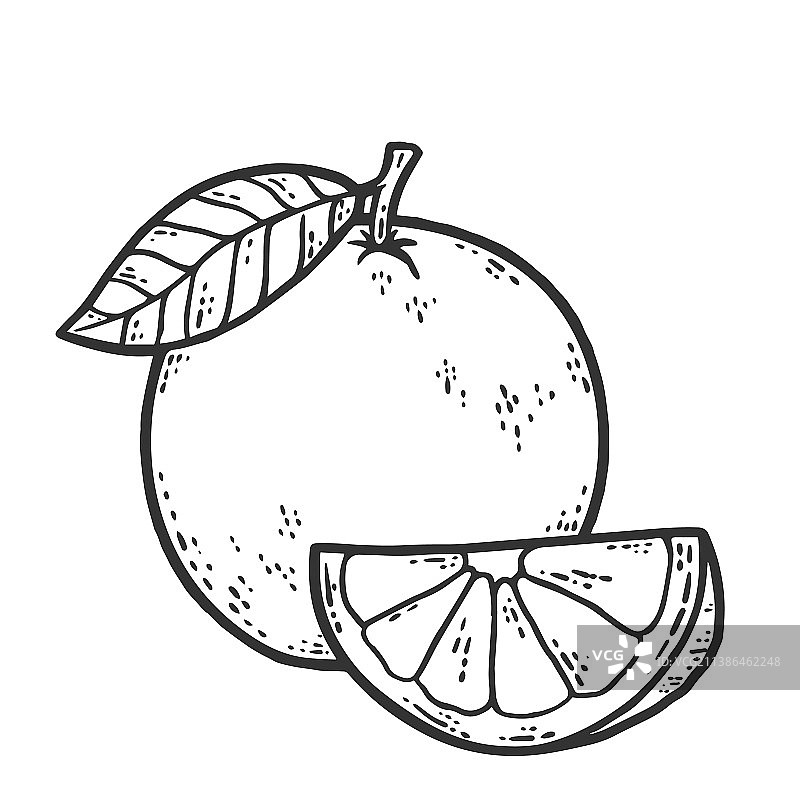 完整橙子和切片素描刮板图片素材