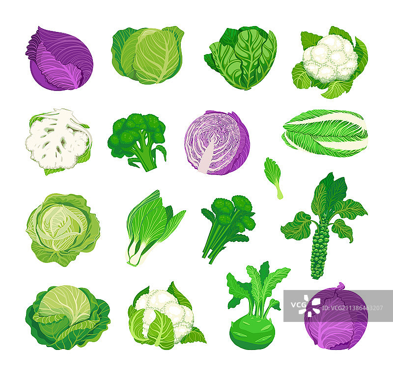 白菜品种集合图片素材