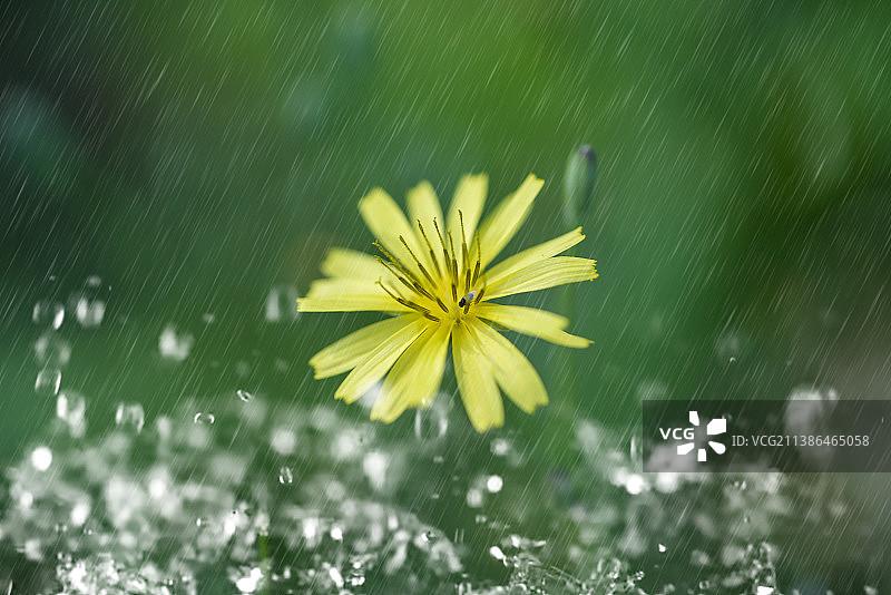二十四节气自然清新壁纸 清明谷雨植物水珠微距壁纸背景图图片素材
