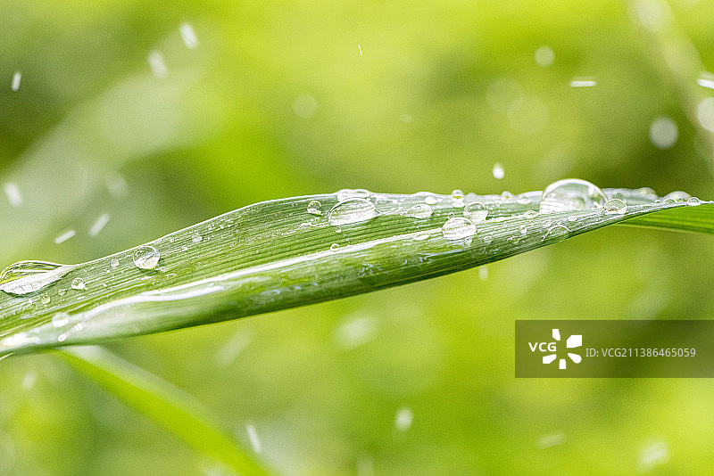 二十四节气自然清新壁纸 清明谷雨植物水珠微距壁纸背景图图片素材