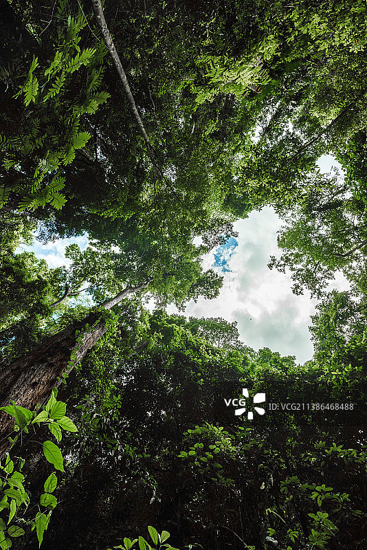 西双版纳热带雨林自然景观图片素材