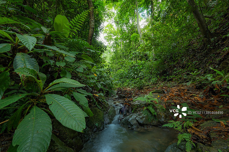 西双版纳热带雨林自然景观图片素材