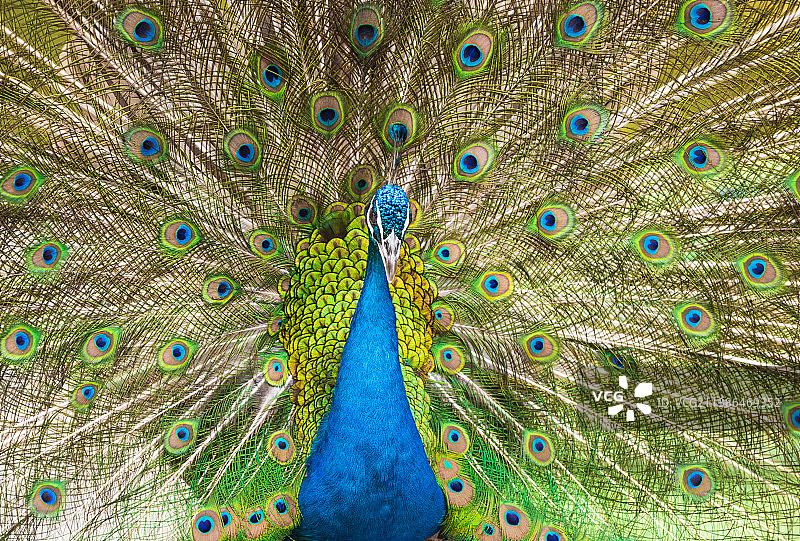 孔雀开屏图片素材