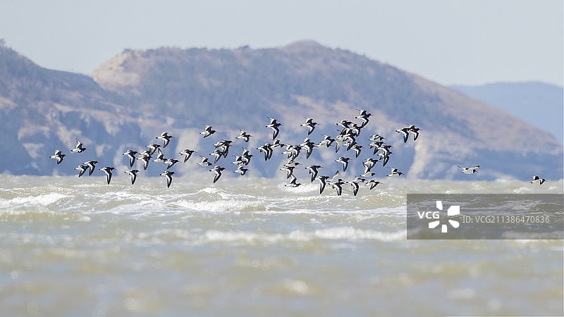 蛎鹬来了图片素材