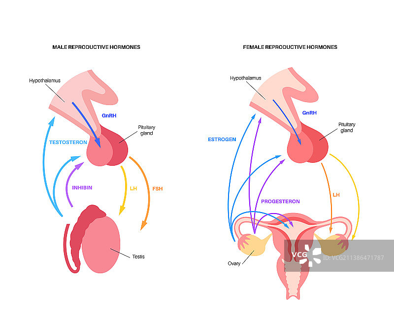 男性和女性的生殖激素图片素材