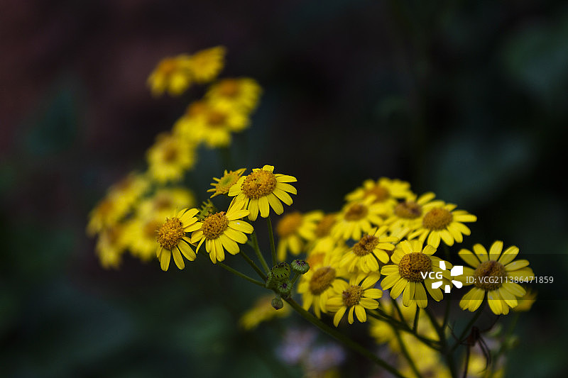 初夏大自然野生的蒲儿根花儿图片素材