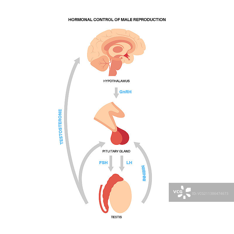 男性生殖激素图片素材