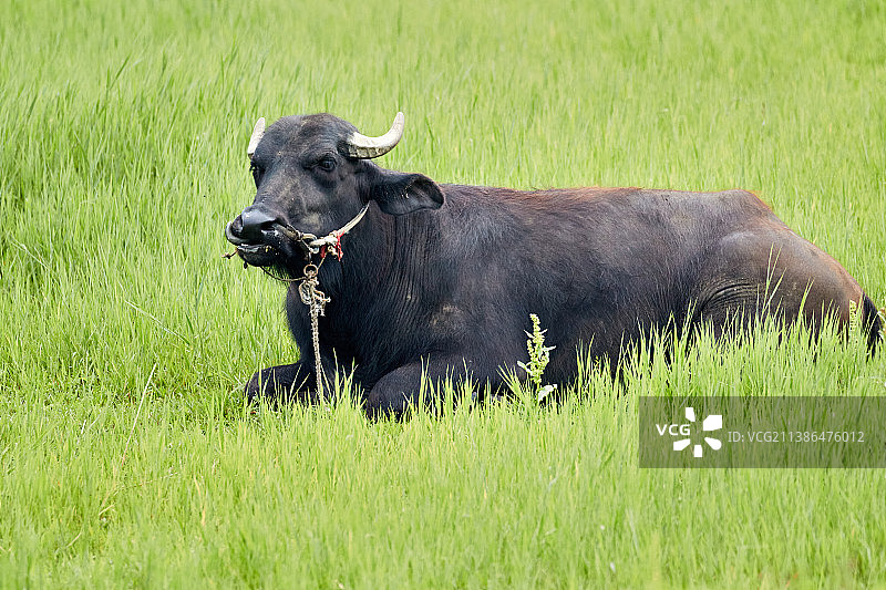 水牛图片素材
