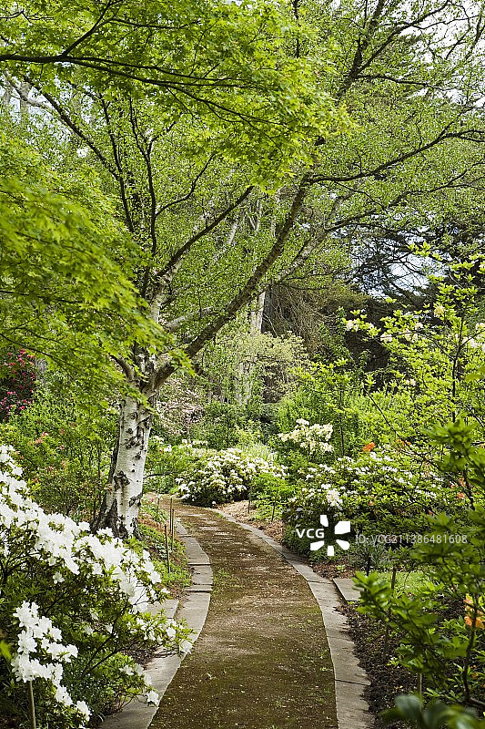 繁花盛开的花园小径图片素材