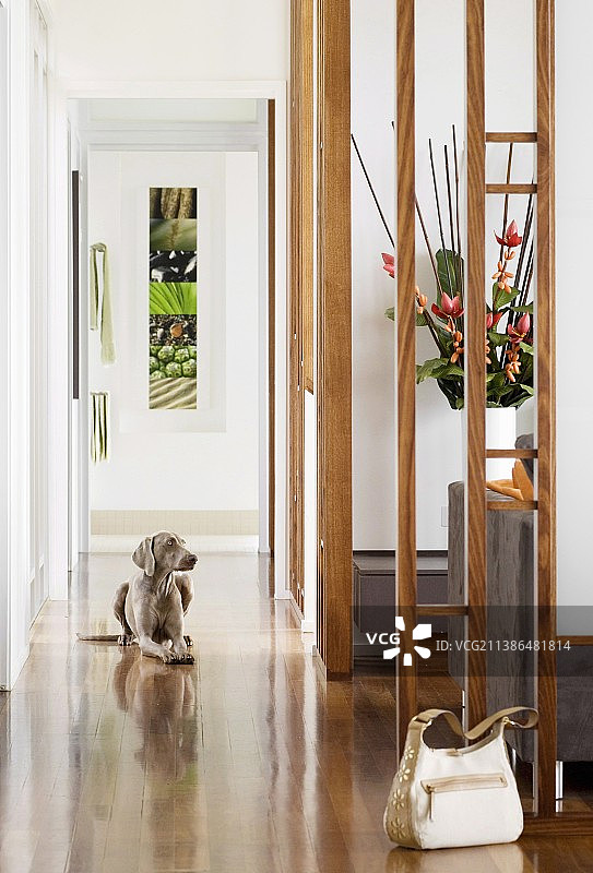 优雅走廊里的手提包和猎犬图片素材
