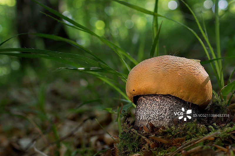 橙色桦树牛肝菌图片素材
