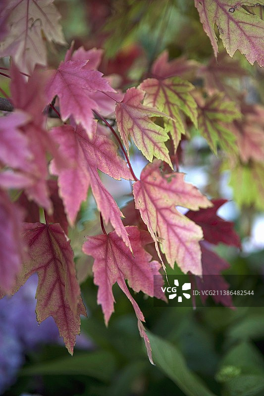 树上的红色枫叶图片素材