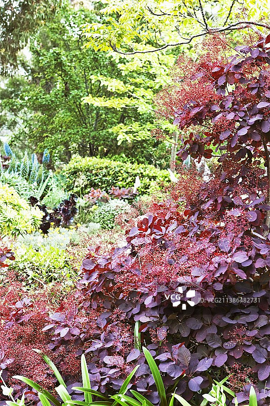 地中海花园中的紫叶灌木图片素材