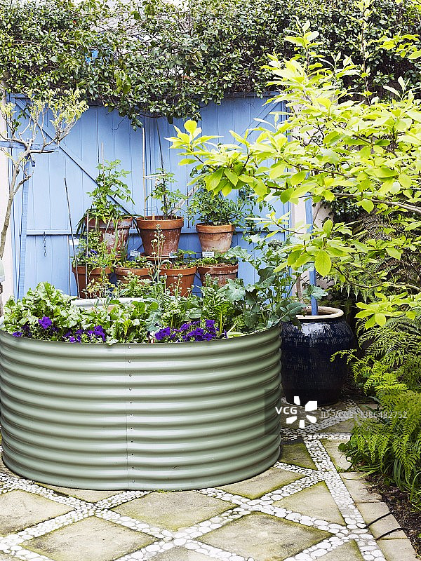 高畦菜地里的矮牵牛和甜菜图片素材