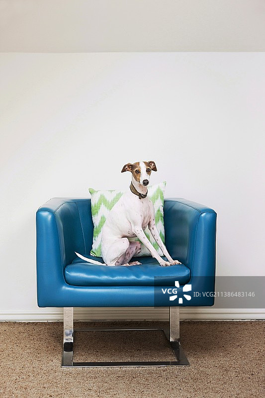 在蓝色复古扶手椅上摆姿势的狗图片素材