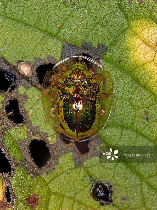 成年黄色龟甲图片素材