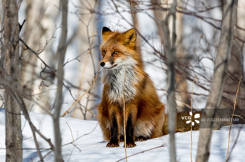 俄罗斯森林雪地上的幼年红狐图片素材