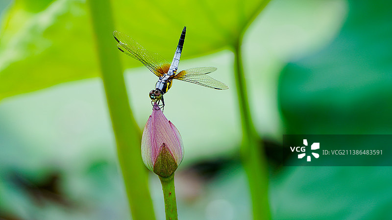 蜻蜓与荷花图片素材