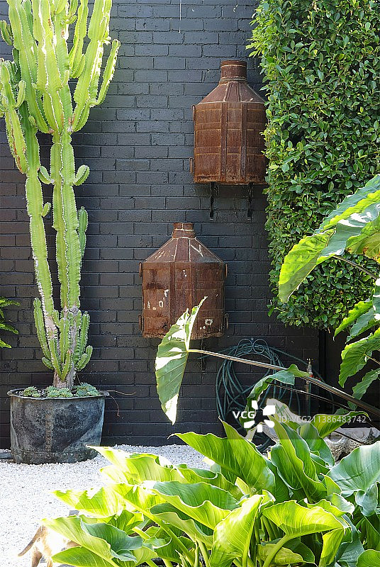 仙人掌和铁锈容器，背景是植物环绕的黑色砖墙图片素材
