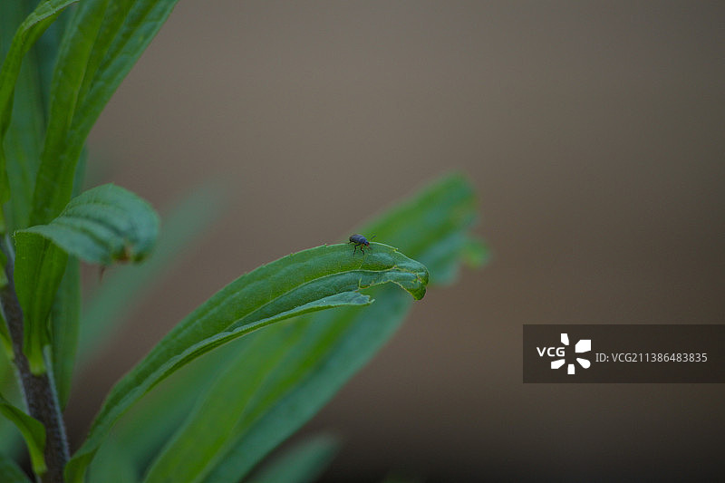 绿色植物的特写图片素材