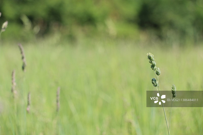 田野里草的特写图片素材