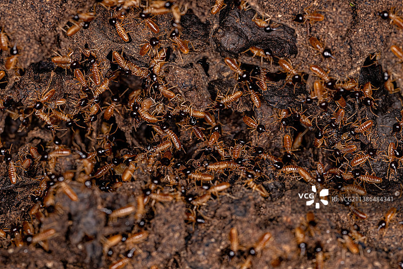 成年鼻白蚁图片素材