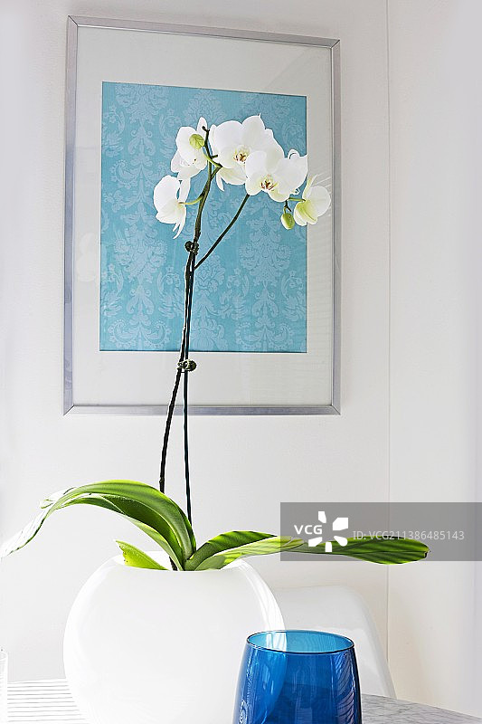 墙上球形花瓶中的白色兰花图片素材