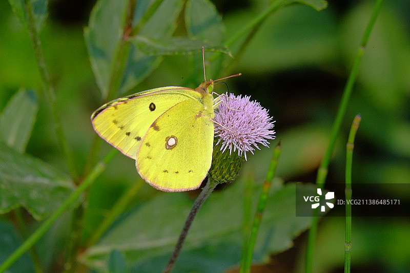 蝴蝶在中国紫色花朵上采蜜特写图片素材