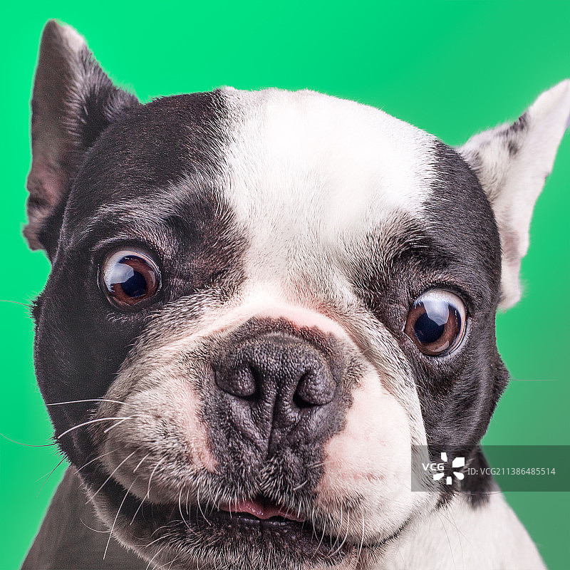 斗牛犬和波士顿梗犬的特写肖像图片素材