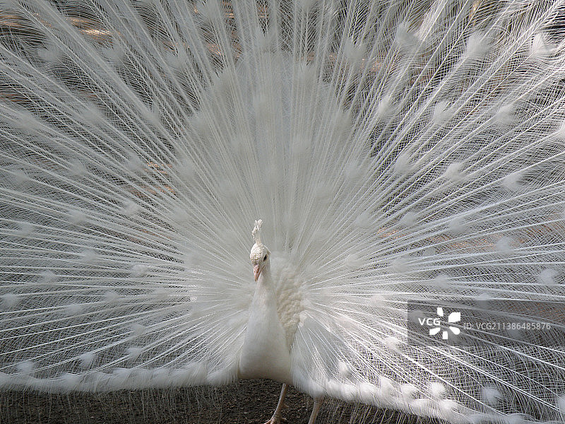 白孔雀梳理羽毛的特写图片素材