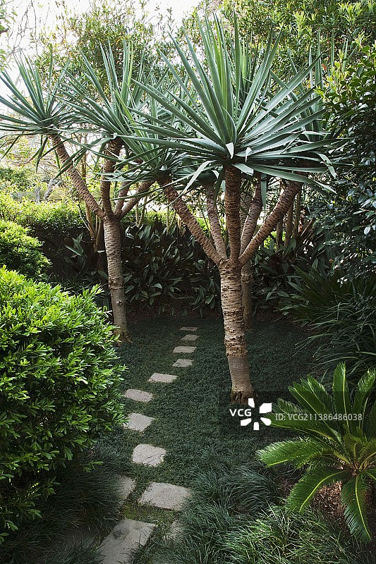 澳大利亚花园中通往丝兰的不规则混凝土踏脚石图片素材