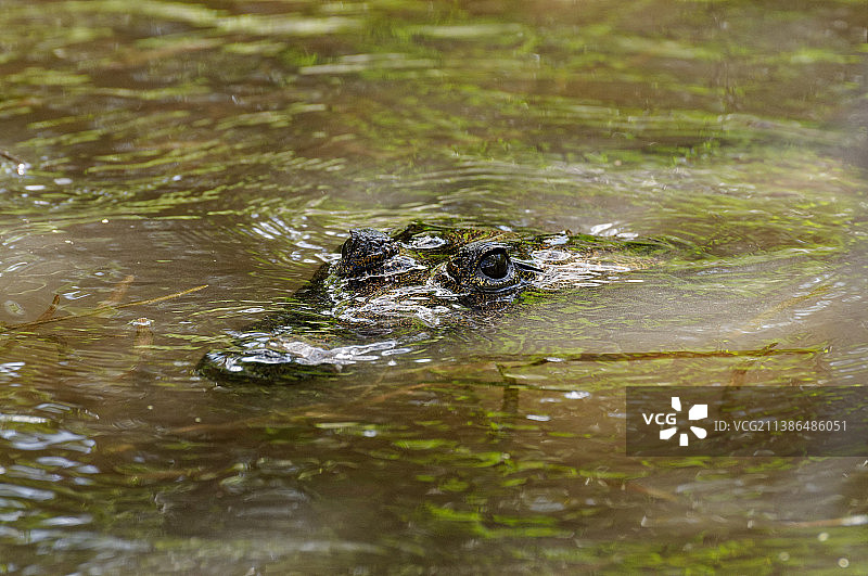 伯利兹沼泽水中鳄鱼眼睛的特写图片素材