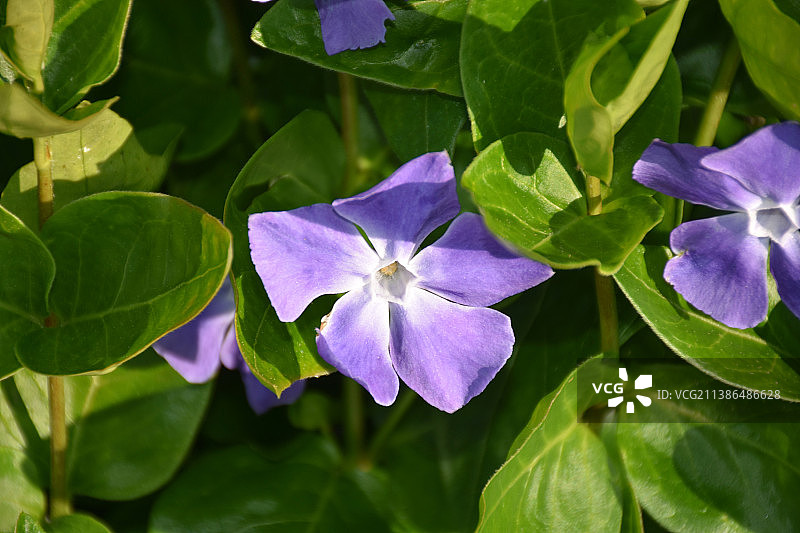 春日里盛开的漂亮紫色福禄考花图片素材
