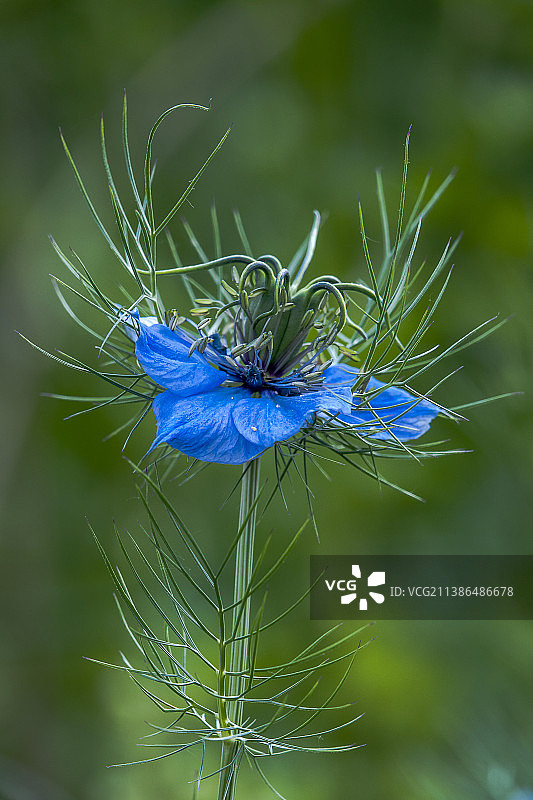 蓝色花朵的特写图片素材