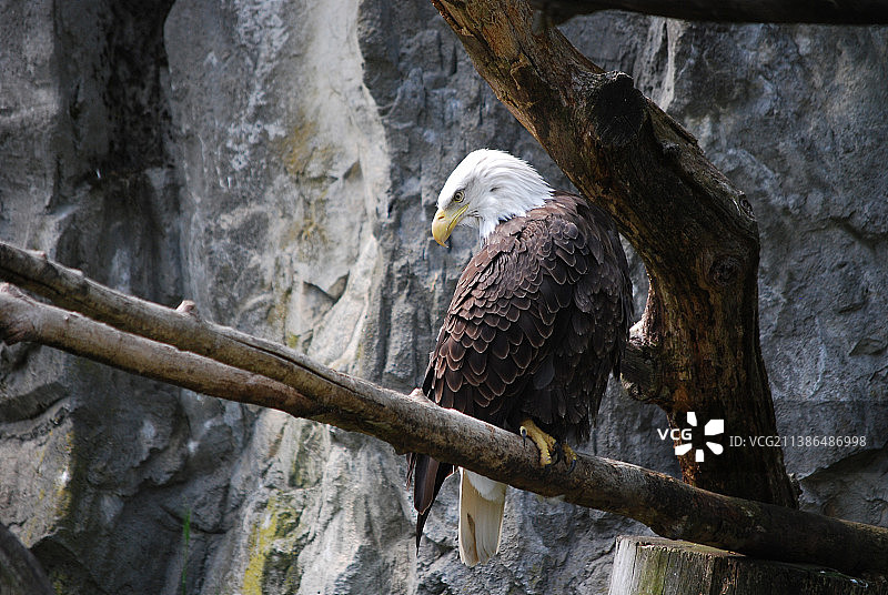 栖息在树上的白头海雕的仰视角度图片素材