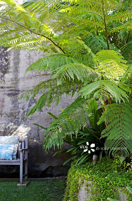 风化墙边，长凳旁的蕨类植物图片素材