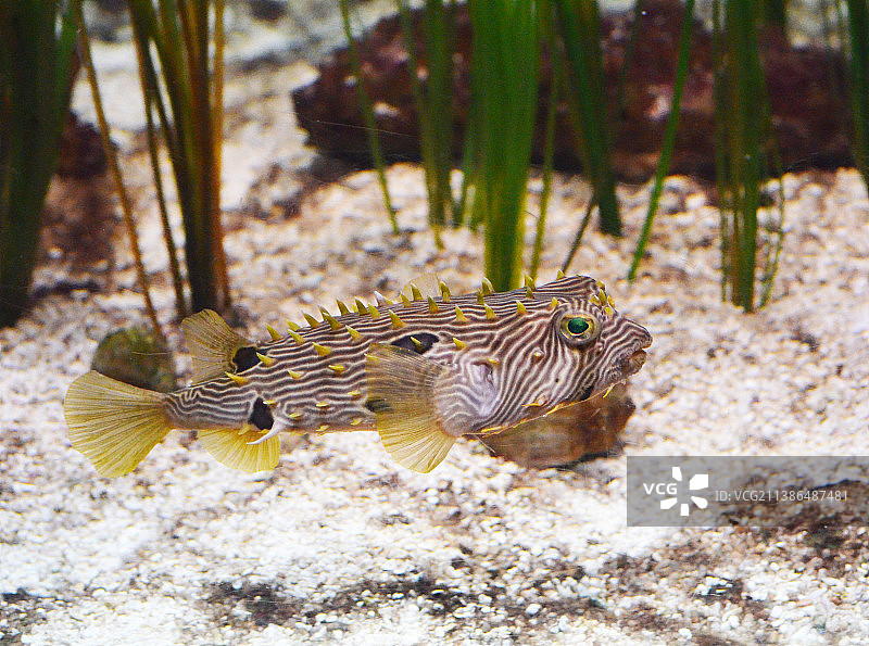 箱鲀在沙质海底游动图片素材