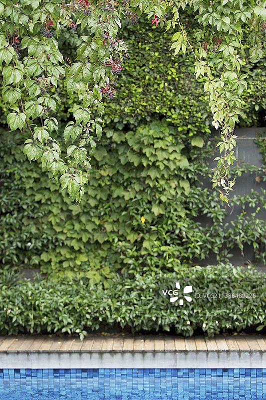 蓝色瓷砖马赛克泳池后面的绿色墙壁图片素材