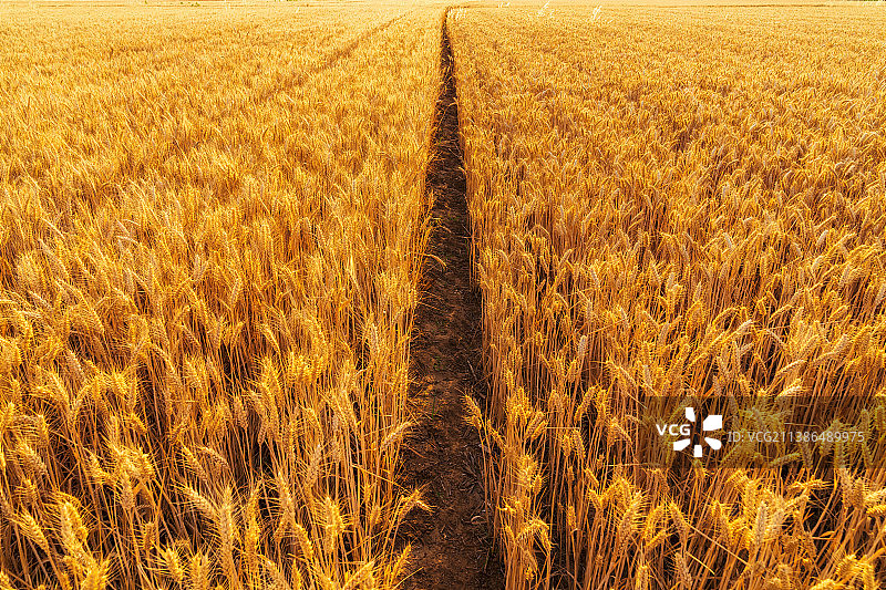 河南夏季芒种节气小麦图图片素材