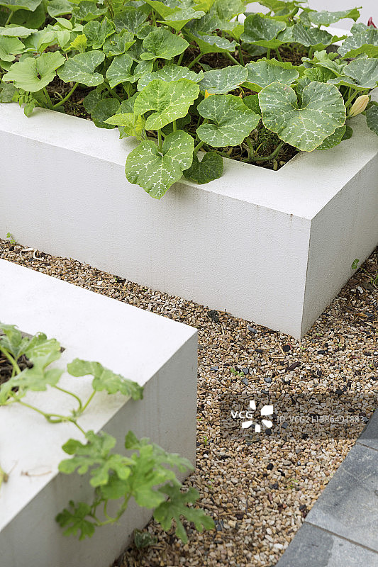 白色高架苗床周围的砾石路，种有南瓜图片素材