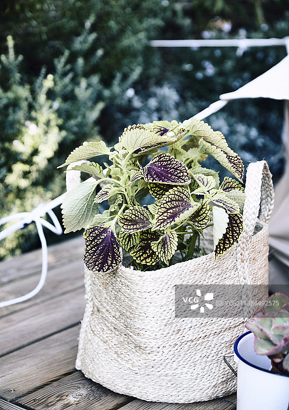 装在布袋里的彩色荨麻图片素材