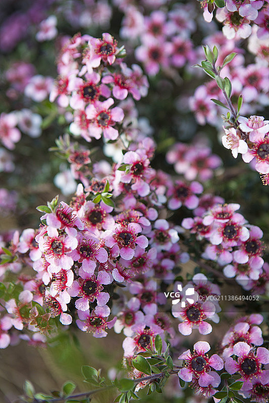 花园中的新西兰桃金娘图片素材