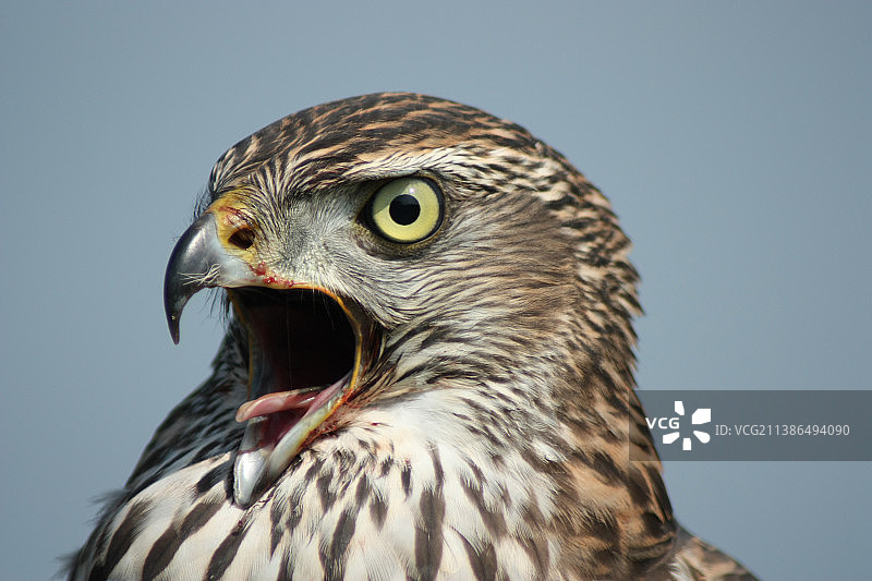 晴空下的老鹰特写图片素材