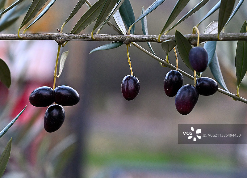 智利树上生长的浆果特写图片素材