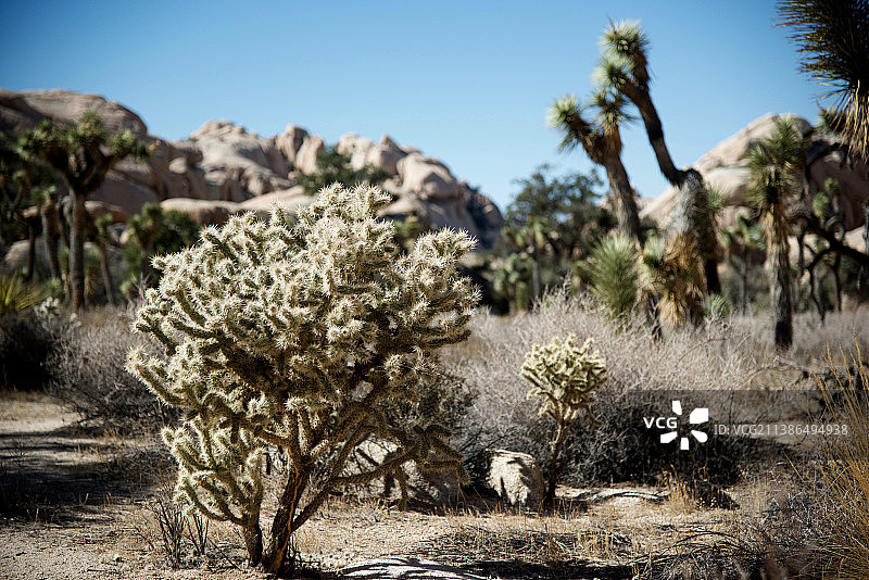 约书亚树国家公园的仙人掌，位于美国加利福尼亚州河滨市图片素材