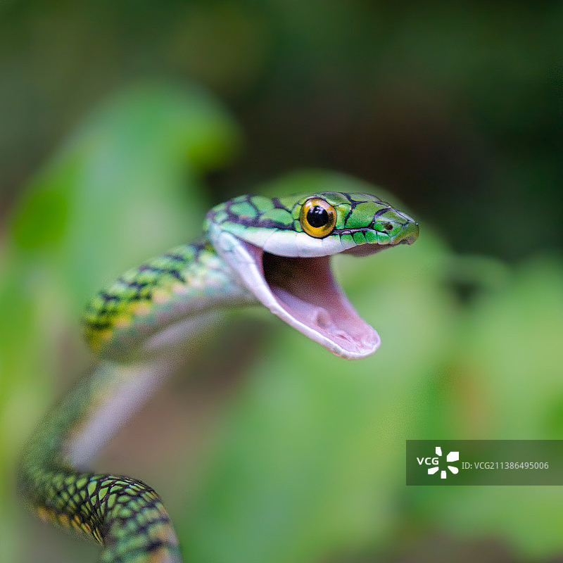 秘鲁伊基托斯鹦鹉蛇特写图片素材