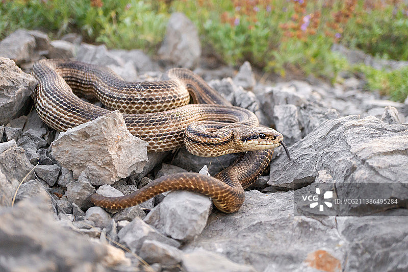 克罗地亚克尔克岛岩石上的蝰蛇特写图片素材