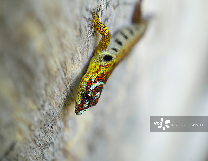 岩石上的壁虎特写，伊基托斯，秘鲁图片素材